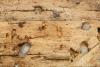 Phronia conformis